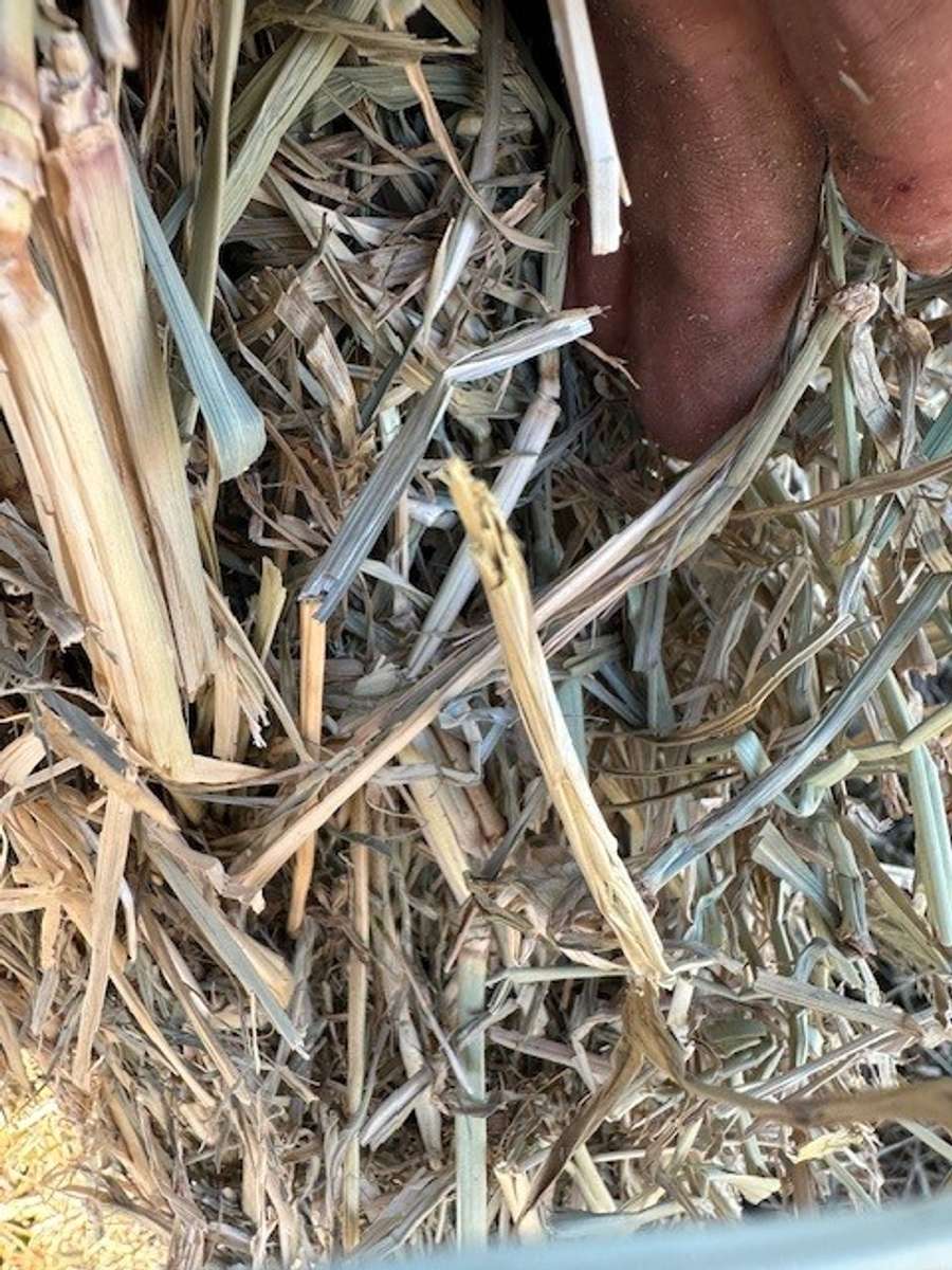 Batch 4990788000209780007 Image