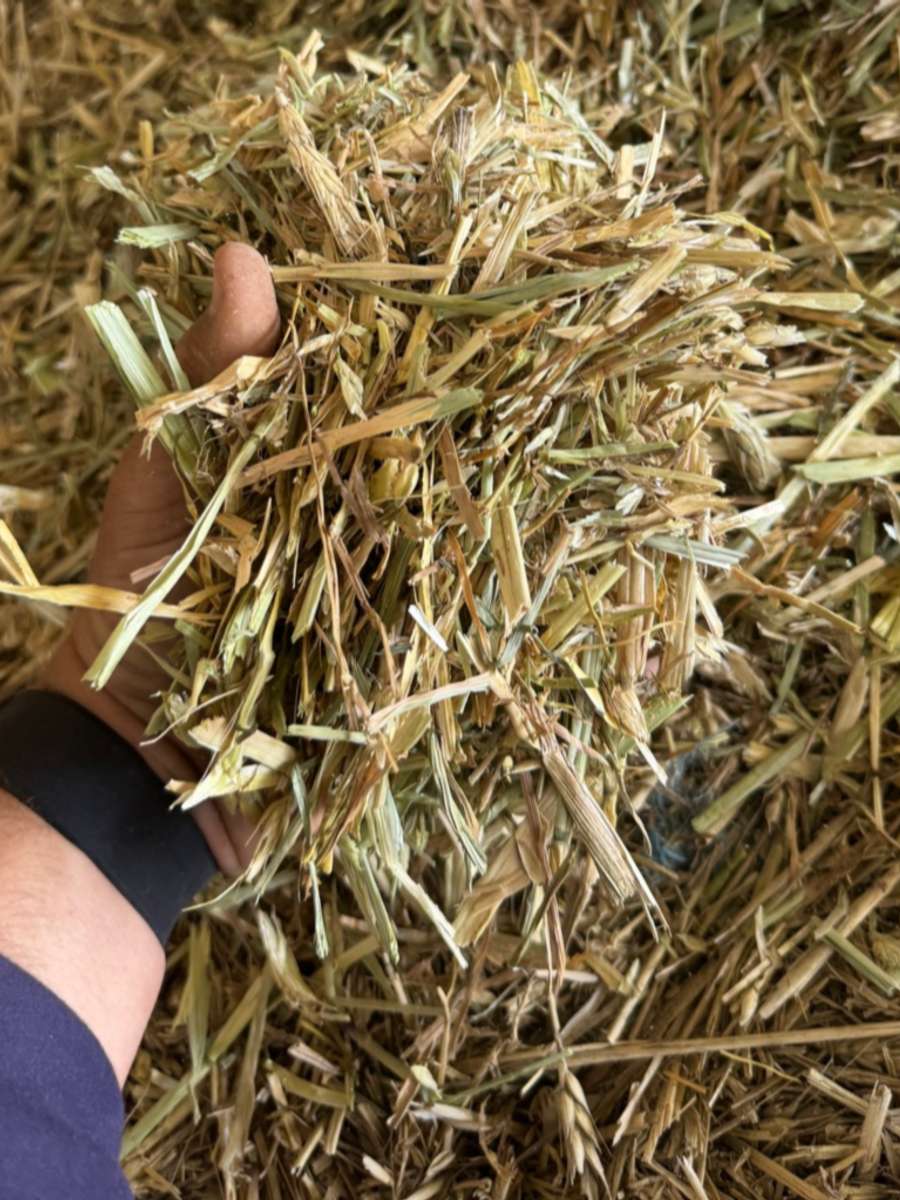 Batch 4990788000210129021 Image