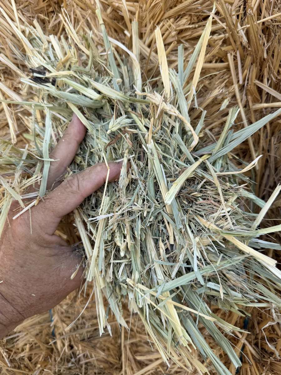 Batch 4990788000199025040 Image