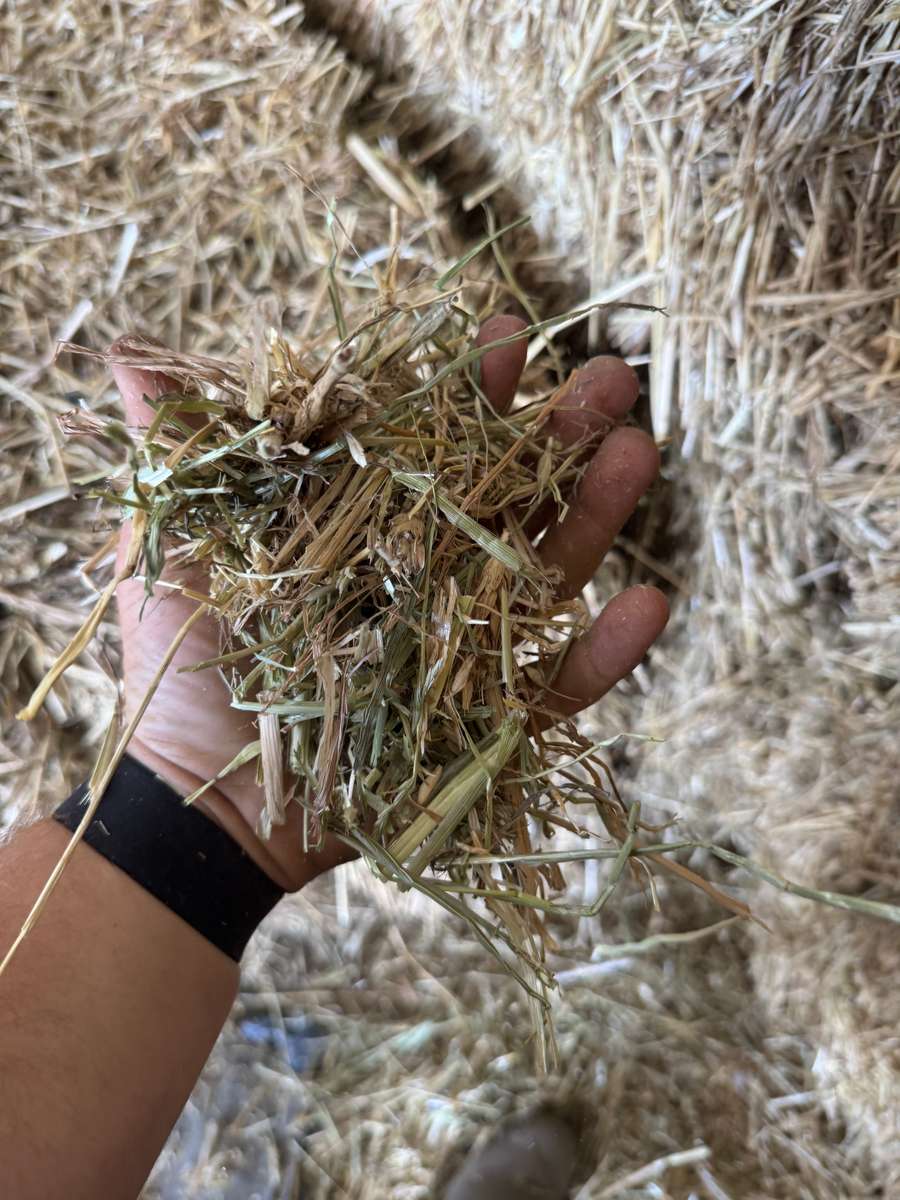 Batch 4990788000210175001 Image