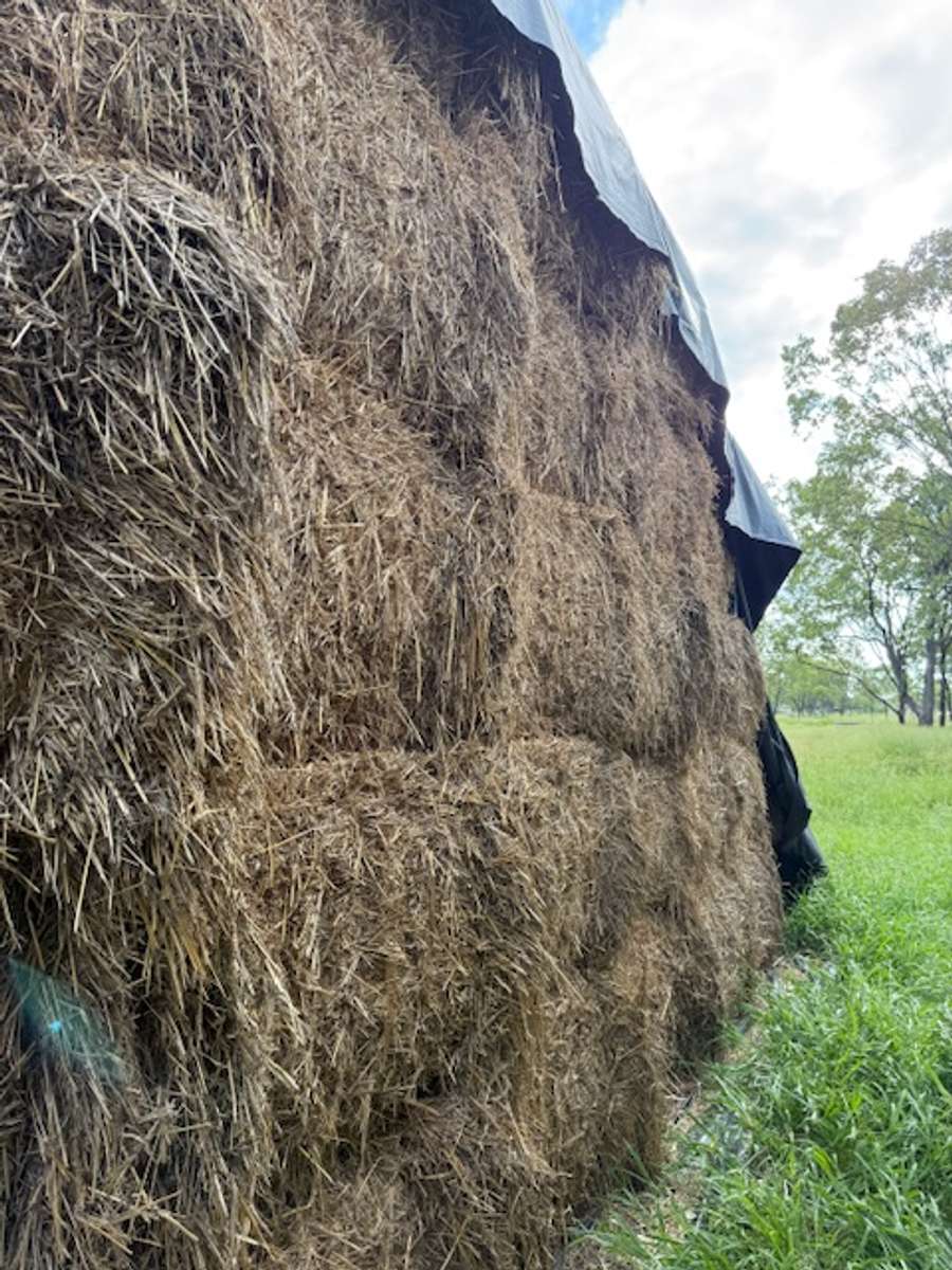 Batch 4990788000213233043 Image