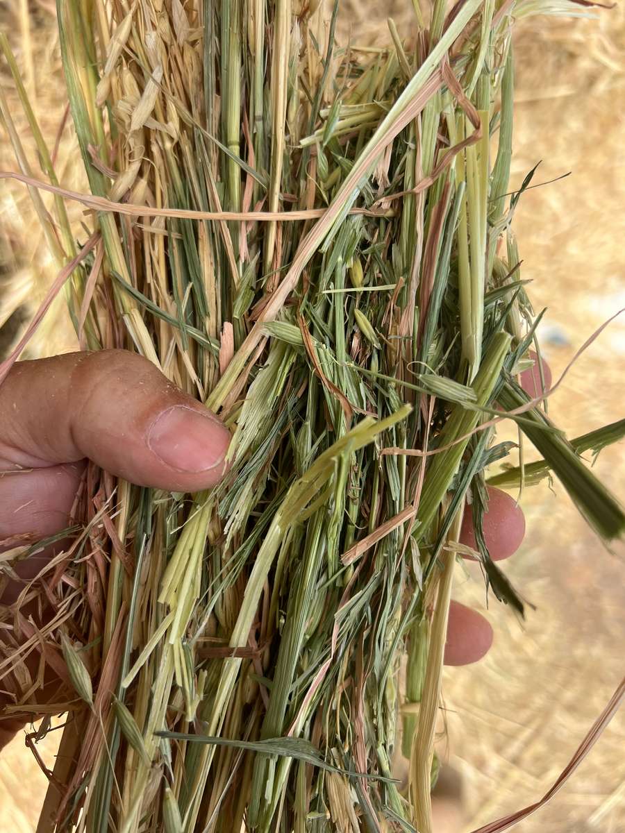 Batch 4990788000204934454 Image