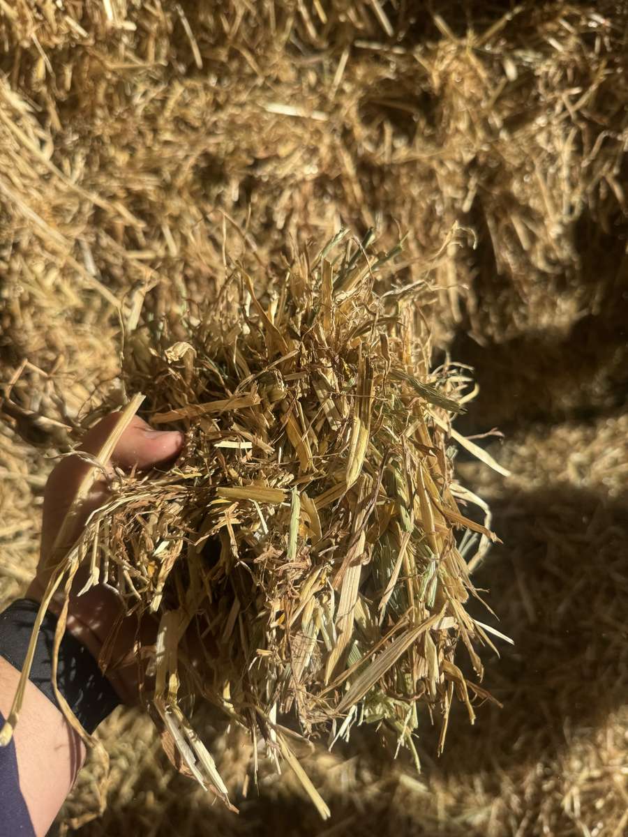 Batch 4990788000210028001 Image