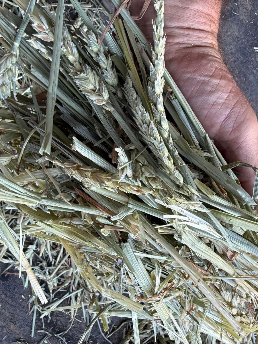 Batch 4990788000208289001 Image