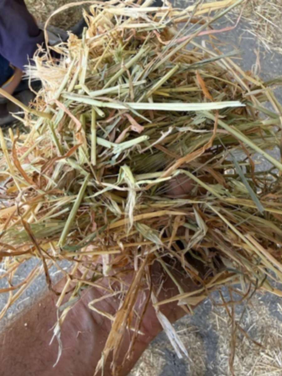 Batch 4990788000210115076 Image