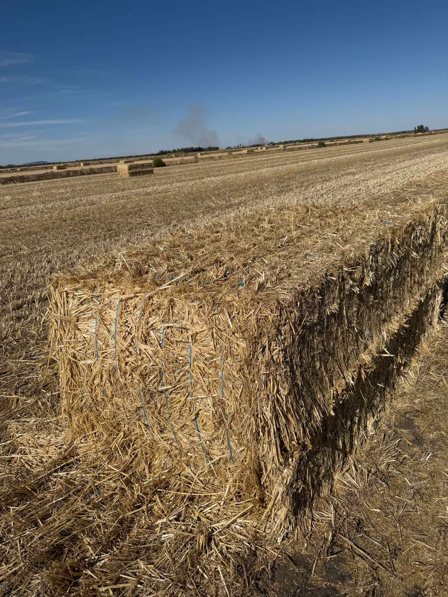 Batch 4990788000213750001 Image