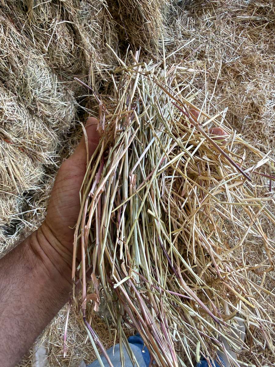 Batch 4990788000209438045 Image