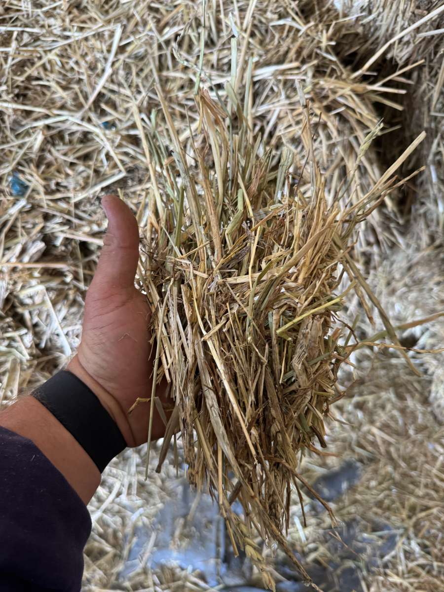 Batch 4990788000210175001 Image