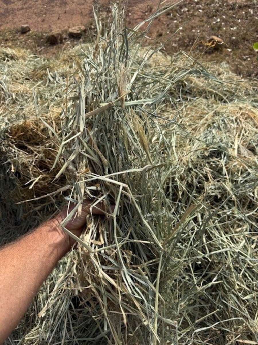 Batch 4990788000210705001 Image