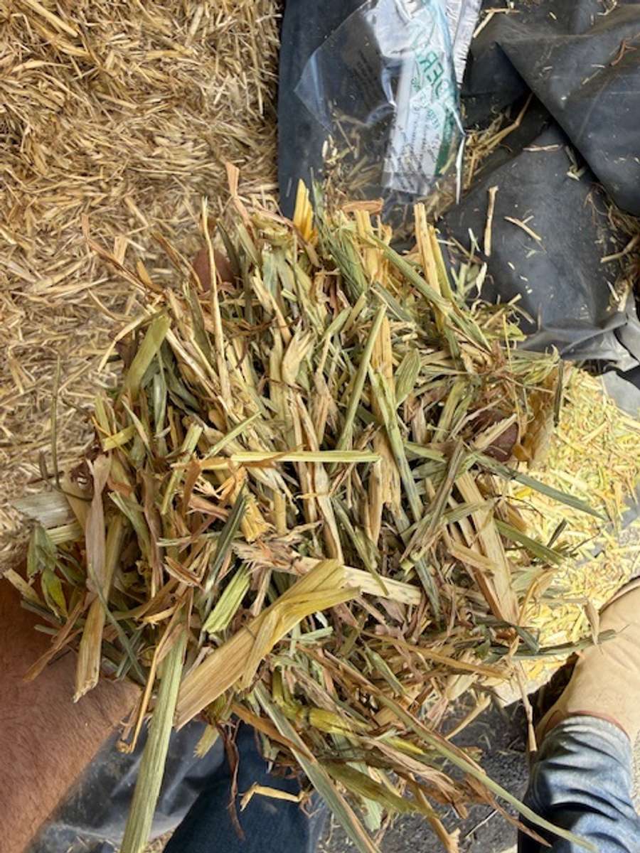 Batch 4990788000210095003 Image