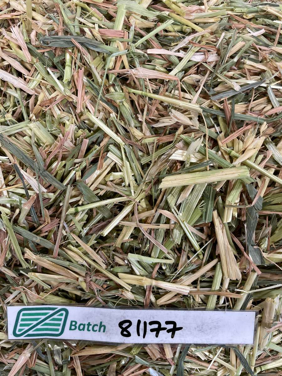 Batch 4990788000204934454 Image