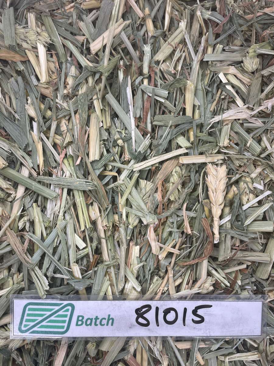 Batch 4990788000197456150 Image