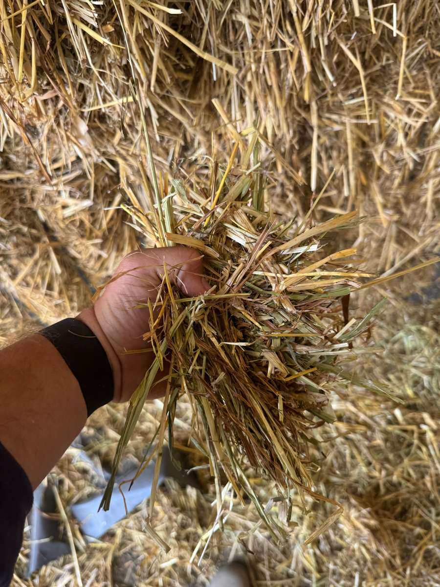 Batch 4990788000210156001 Image