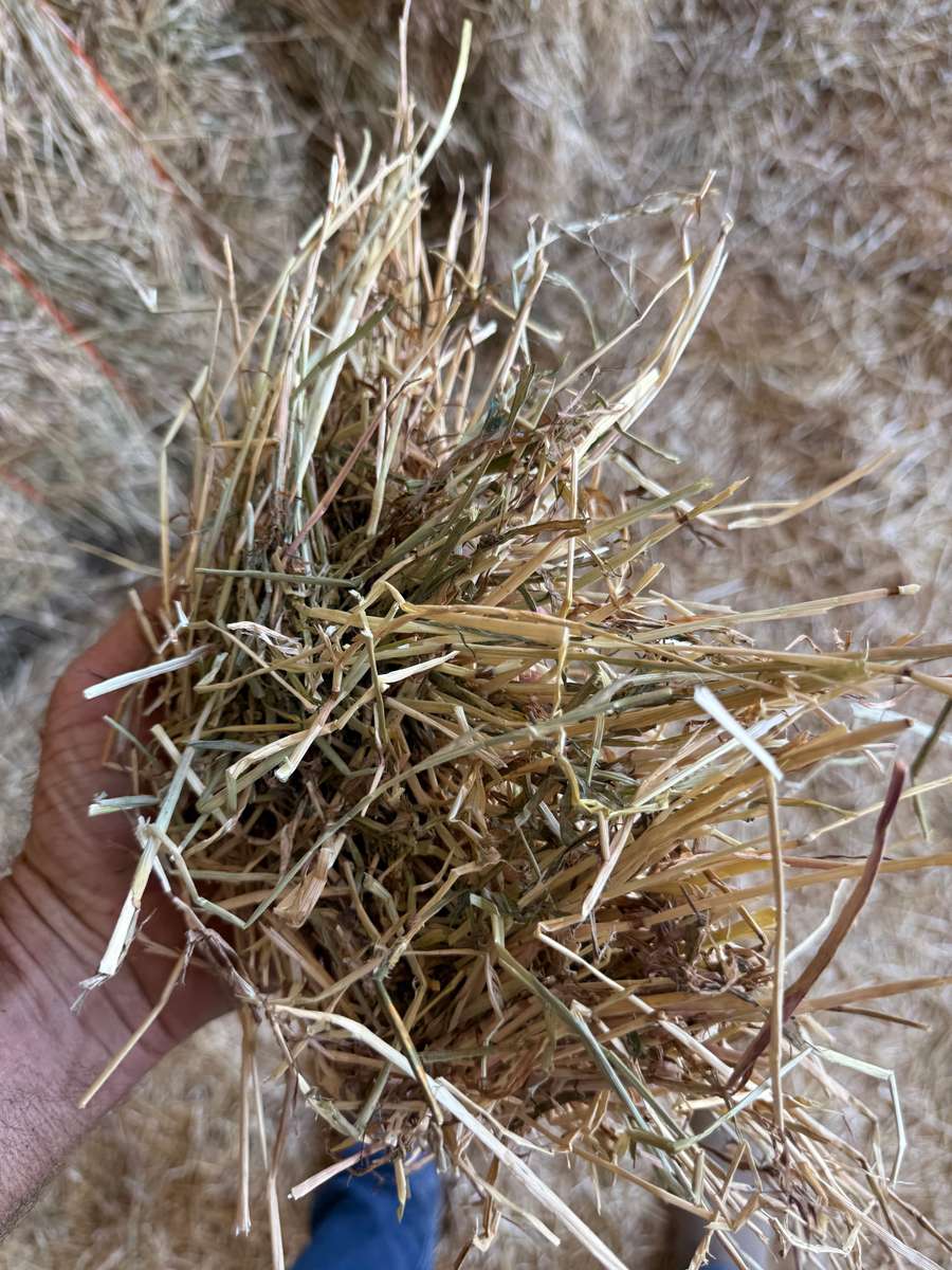 Batch 4990788000209438045 Image