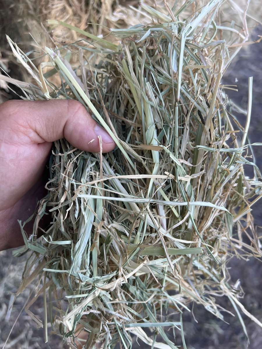 Batch 4990788000215473004 Image