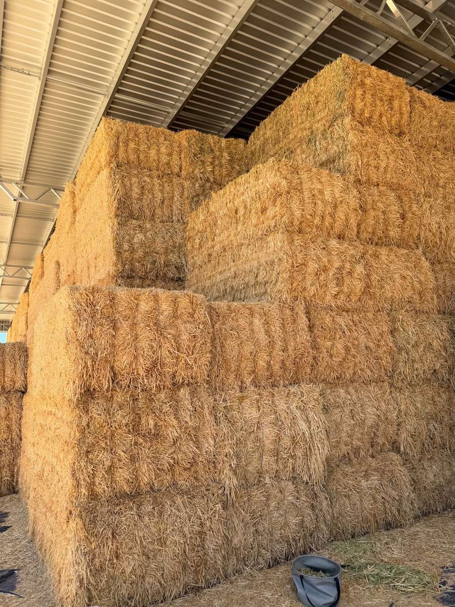 Batch 4990788000215138036 Image