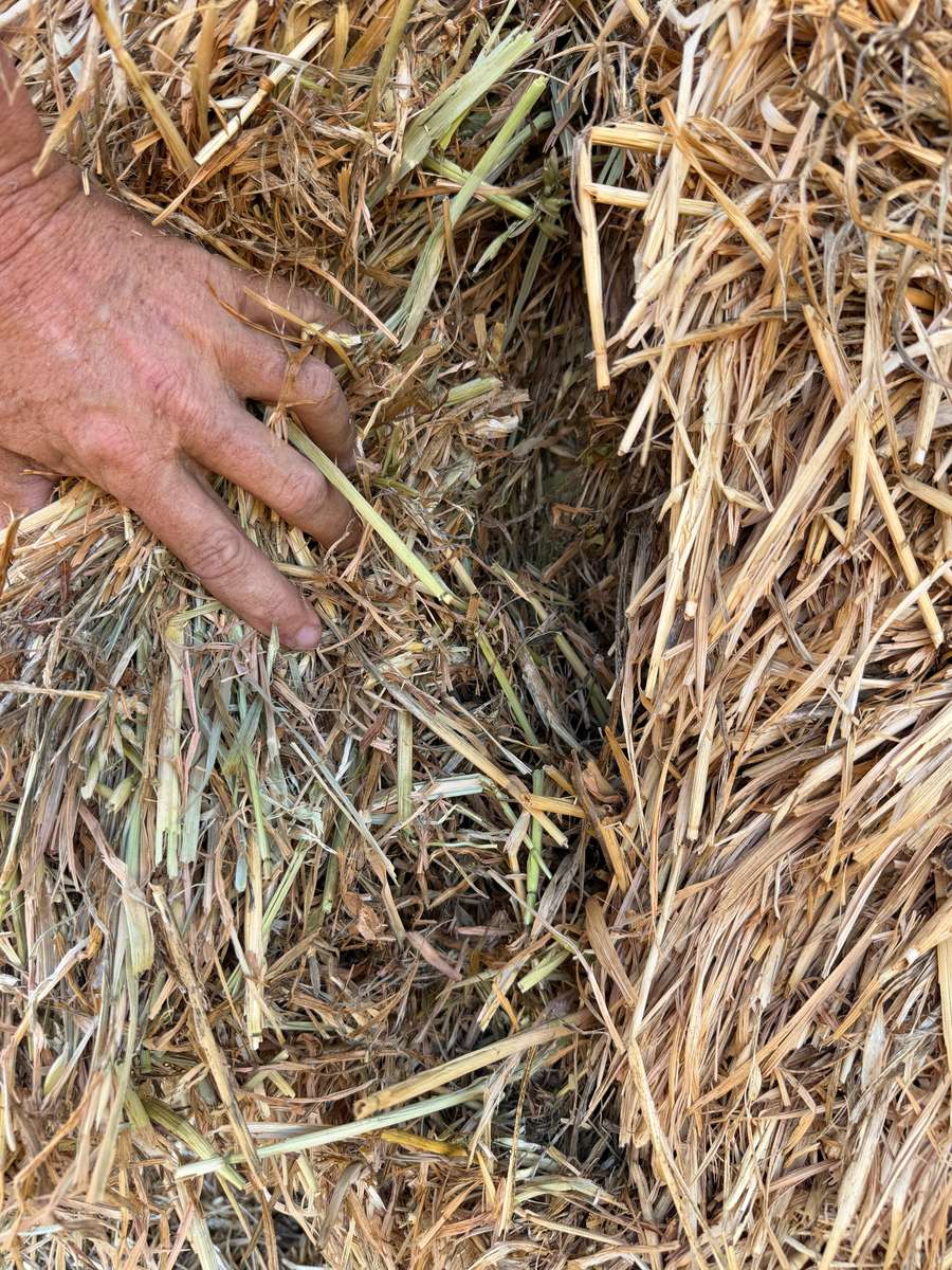 Batch 4990788000215418001 Image