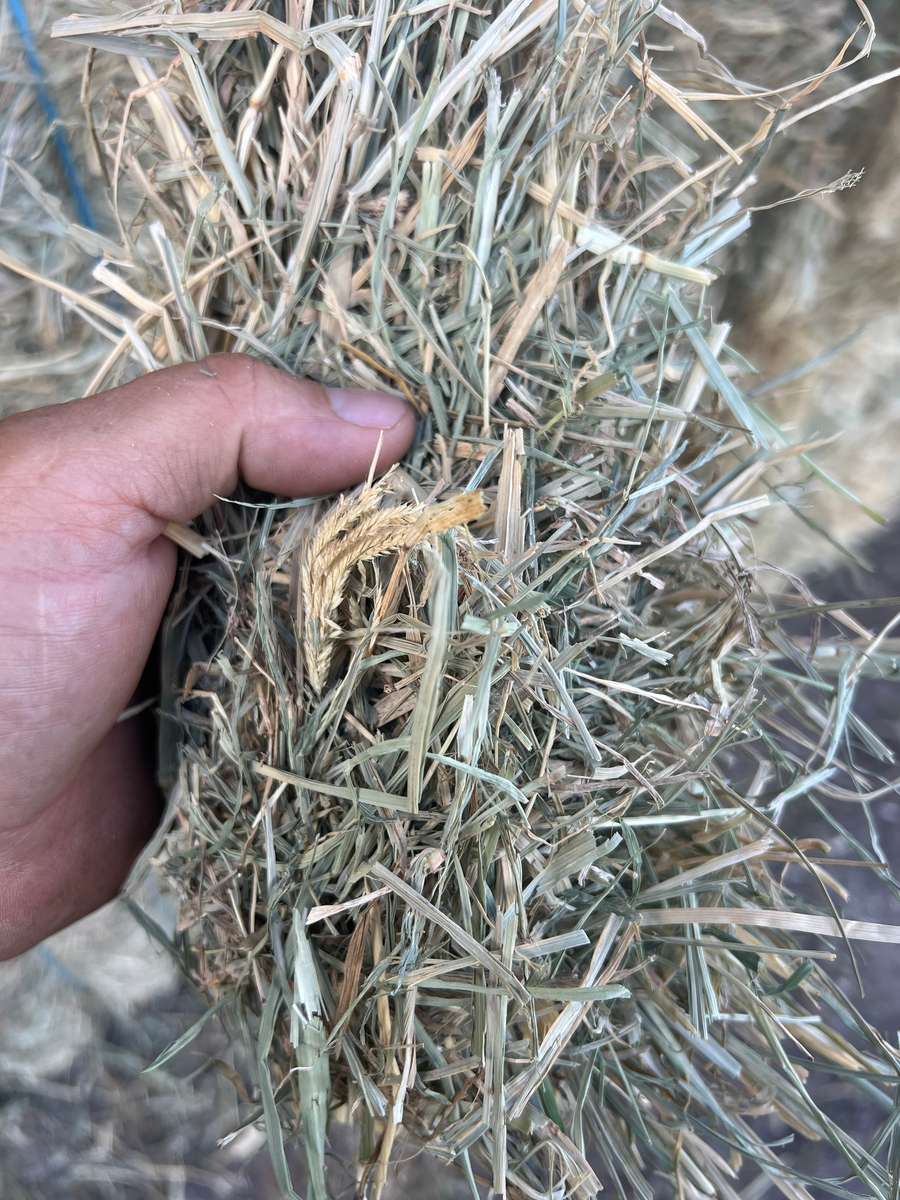 Batch 4990788000215473004 Image