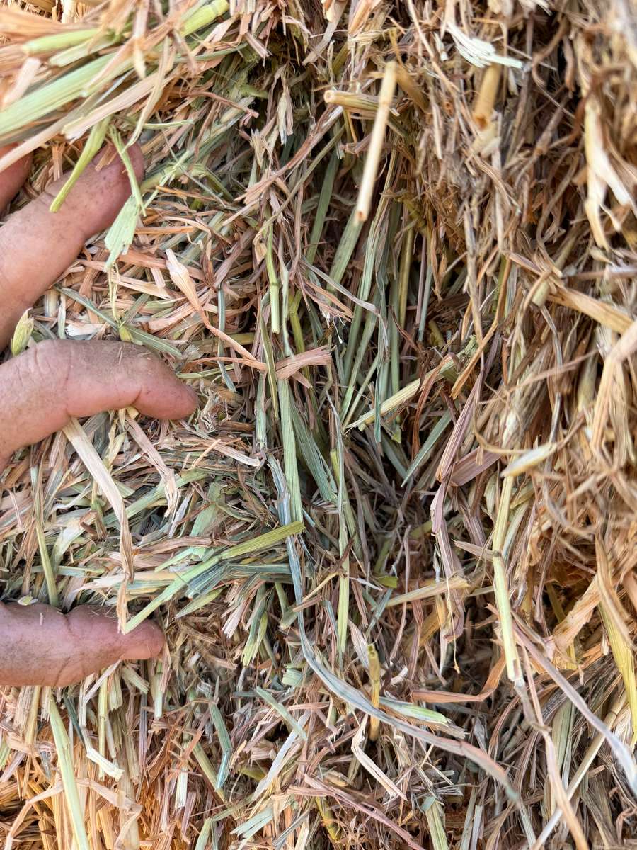 Batch 4990788000215398001 Image