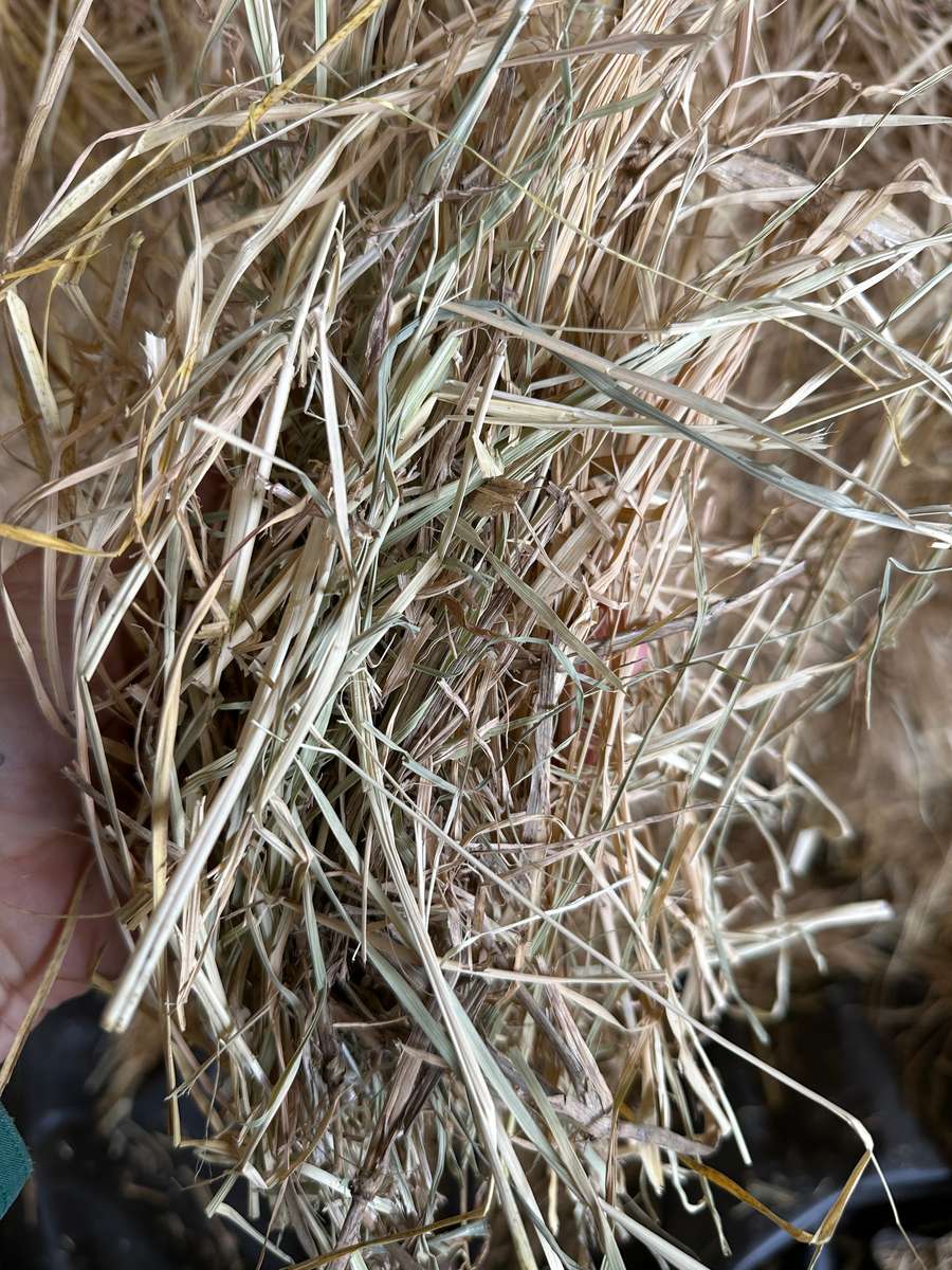 Batch 4990788000217705001 Image