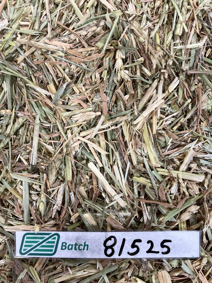 Batch 4990788000215484001 Image