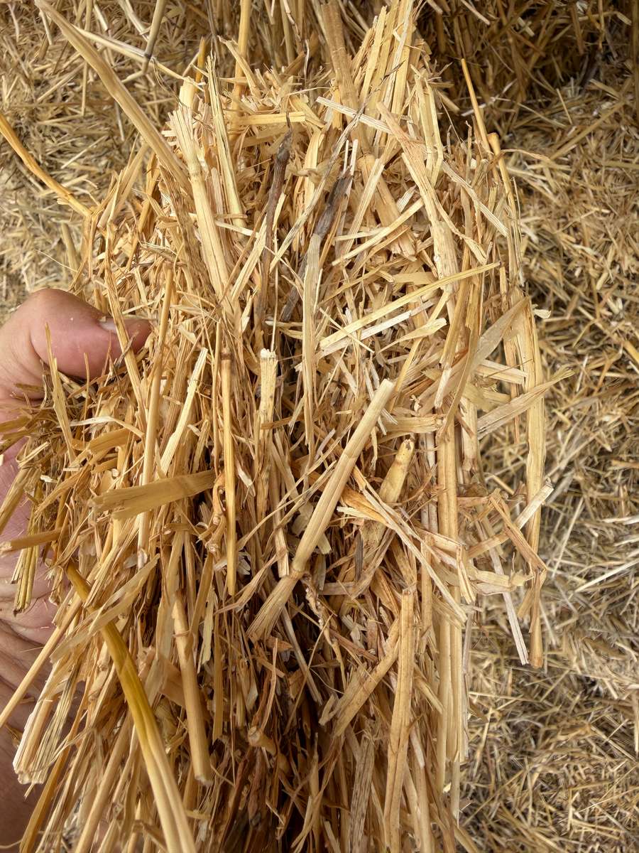 Batch 4990788000217699023 Image