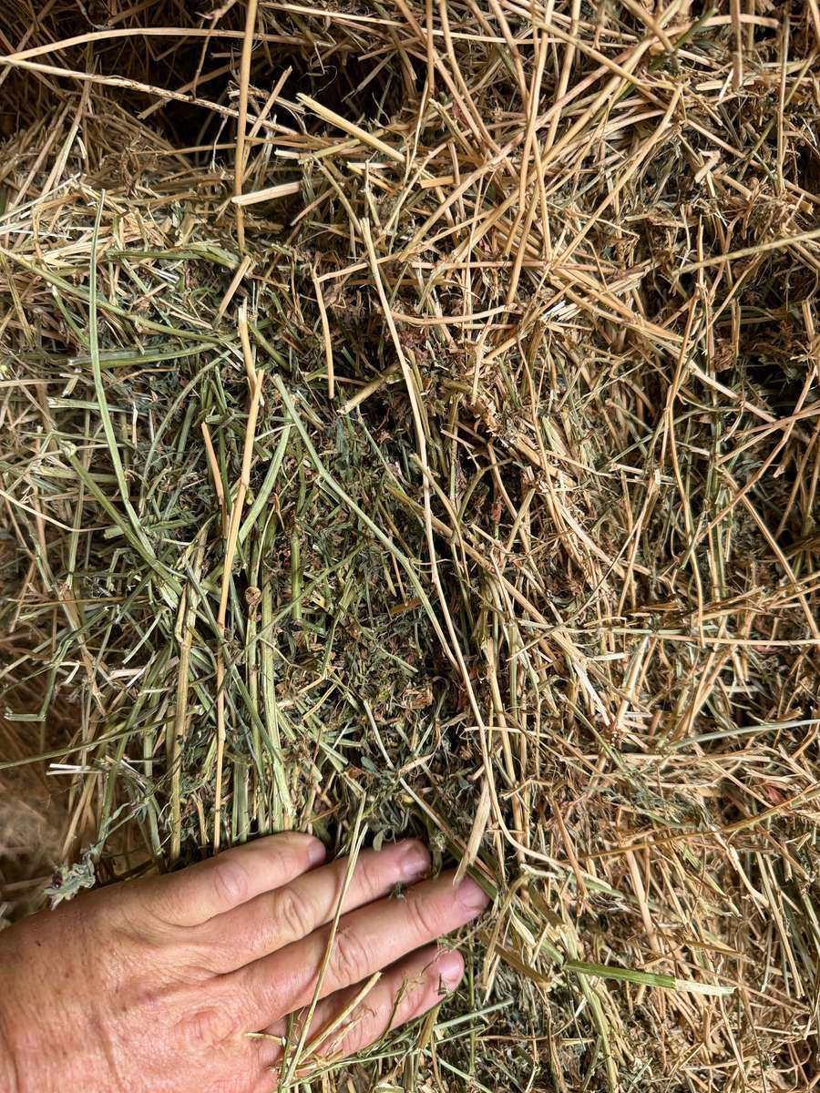 Batch 4990788000216783001 Image