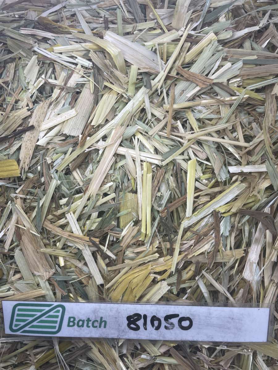 Batch 4990788000199532053 Image