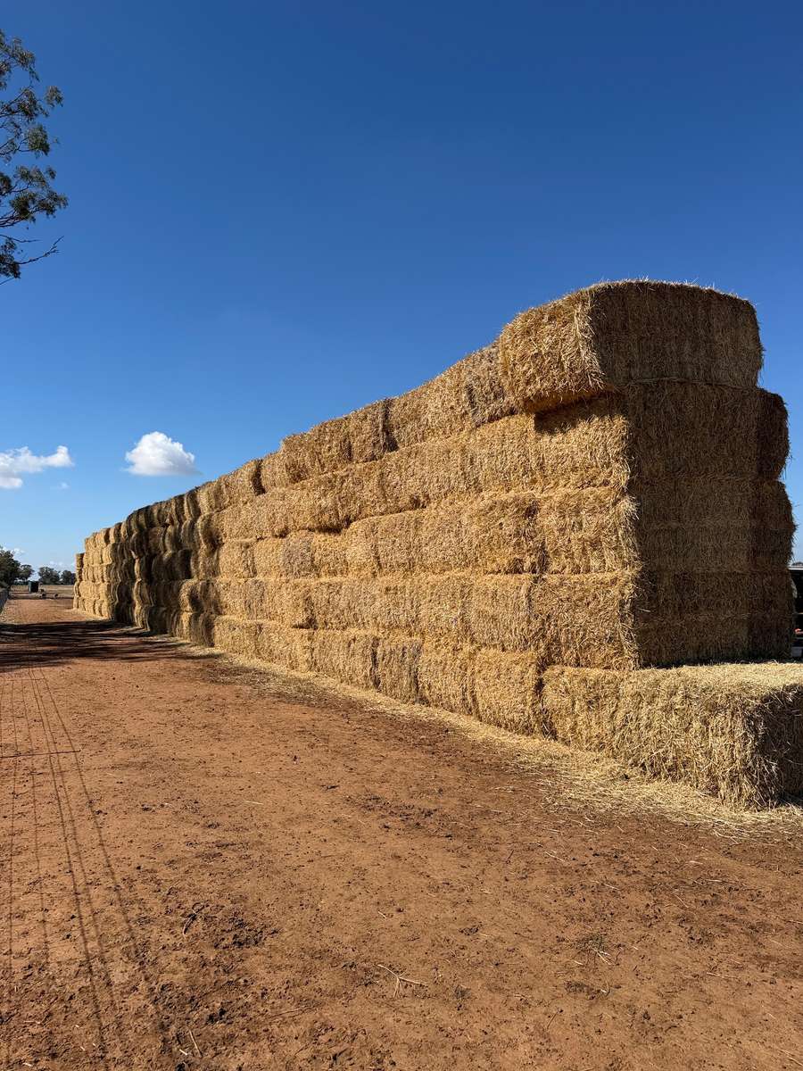 Batch 4990788000218149001 Image