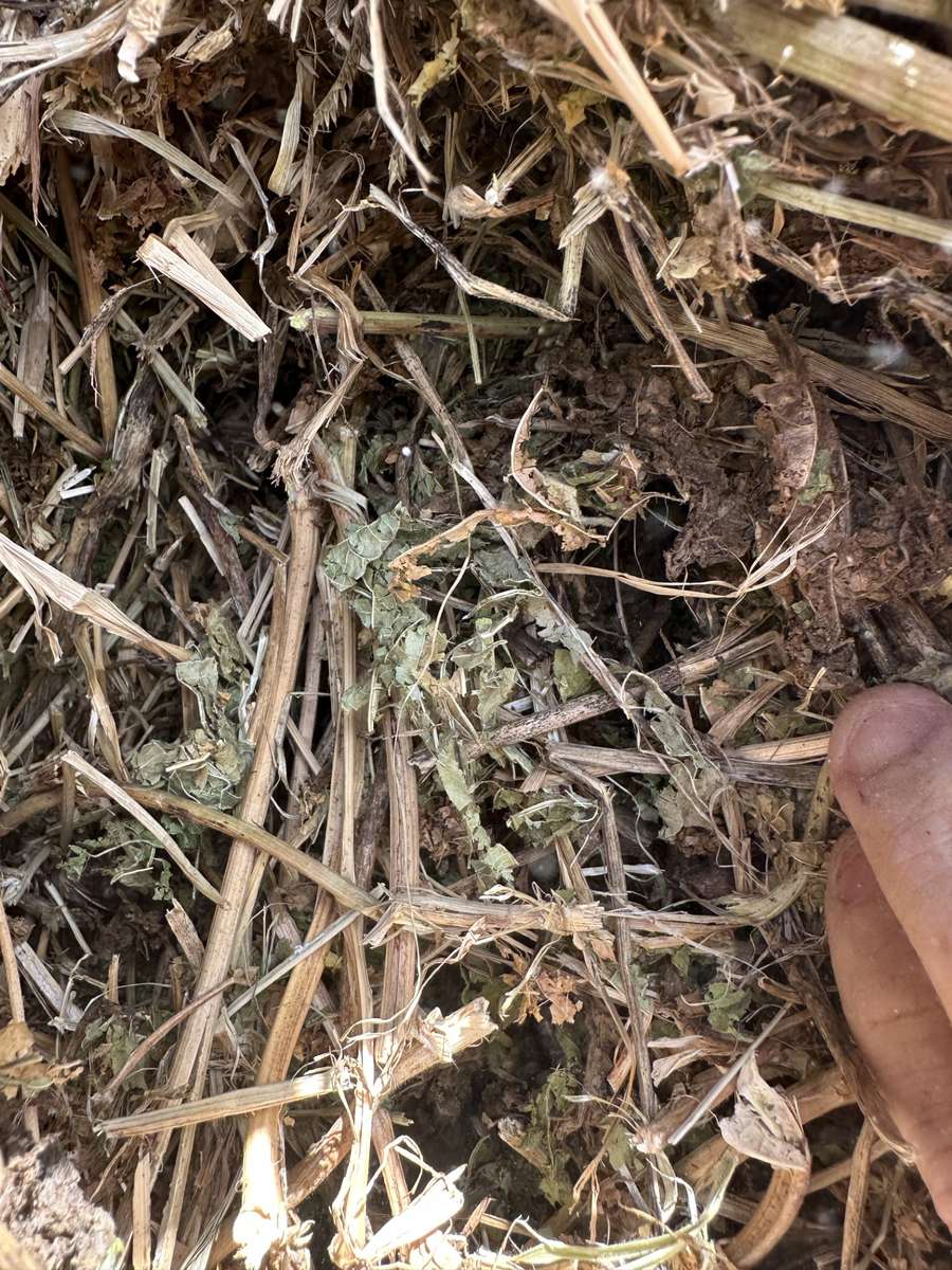 Batch 4990788000216902001 Image