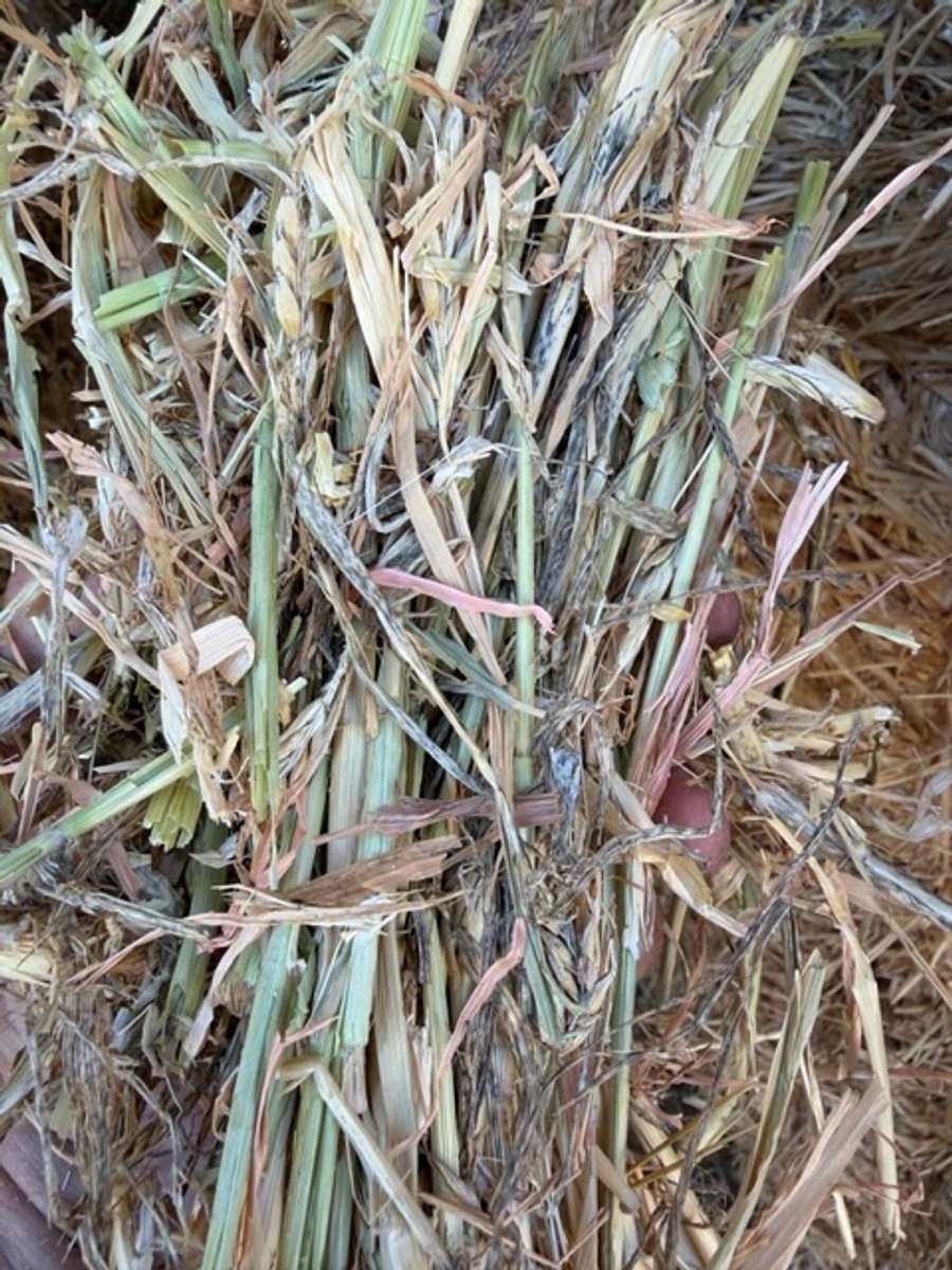 Batch 4990788000215479065 Image