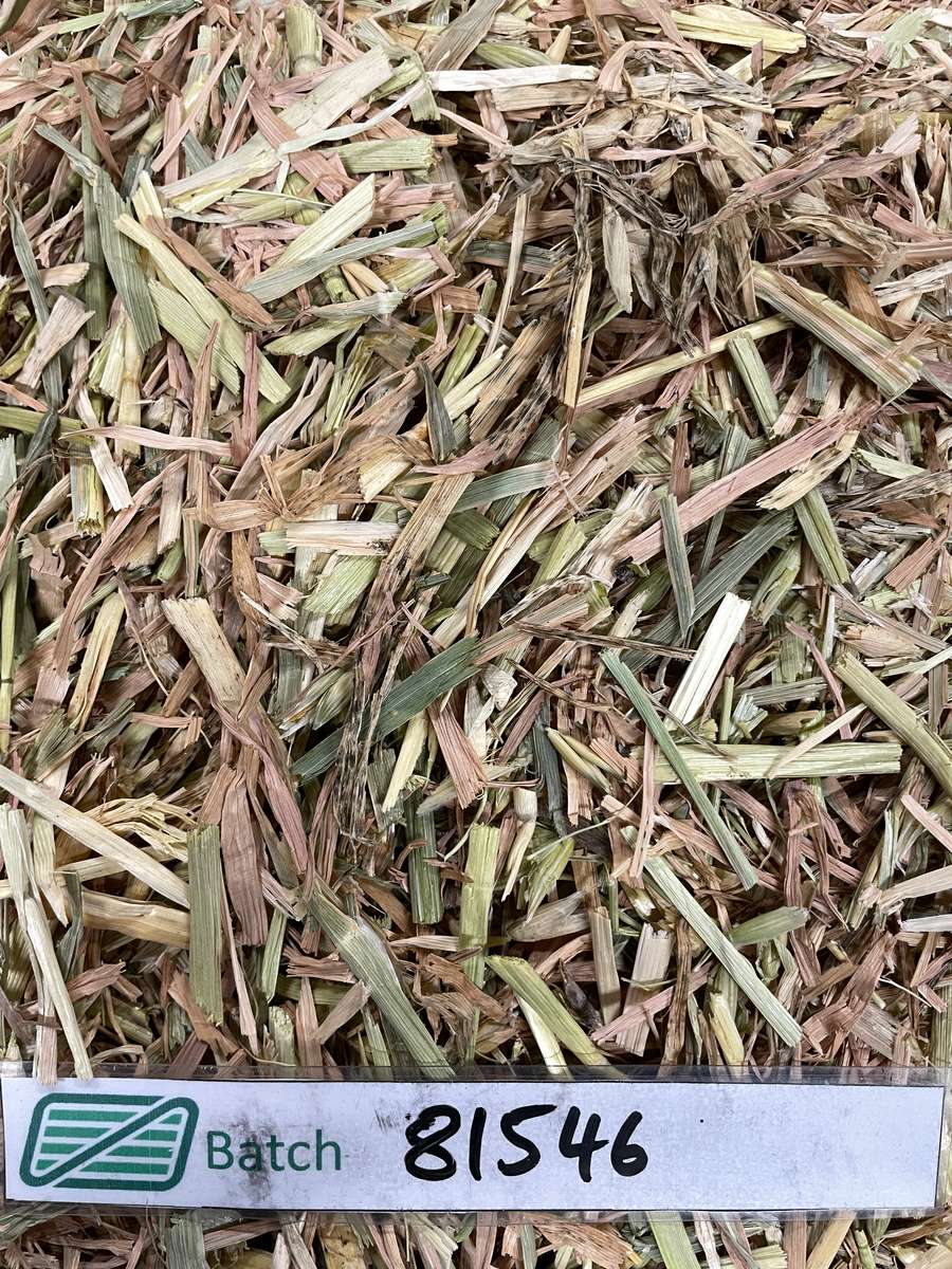 Batch 4990788000215645033 Image