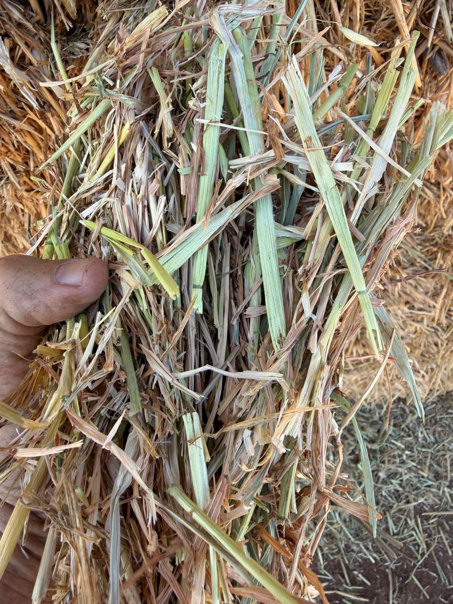 Batch 4990788000215398001 Image