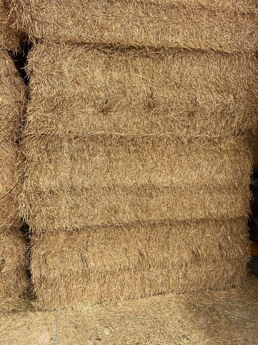 Batch 4990788000207369485 Image