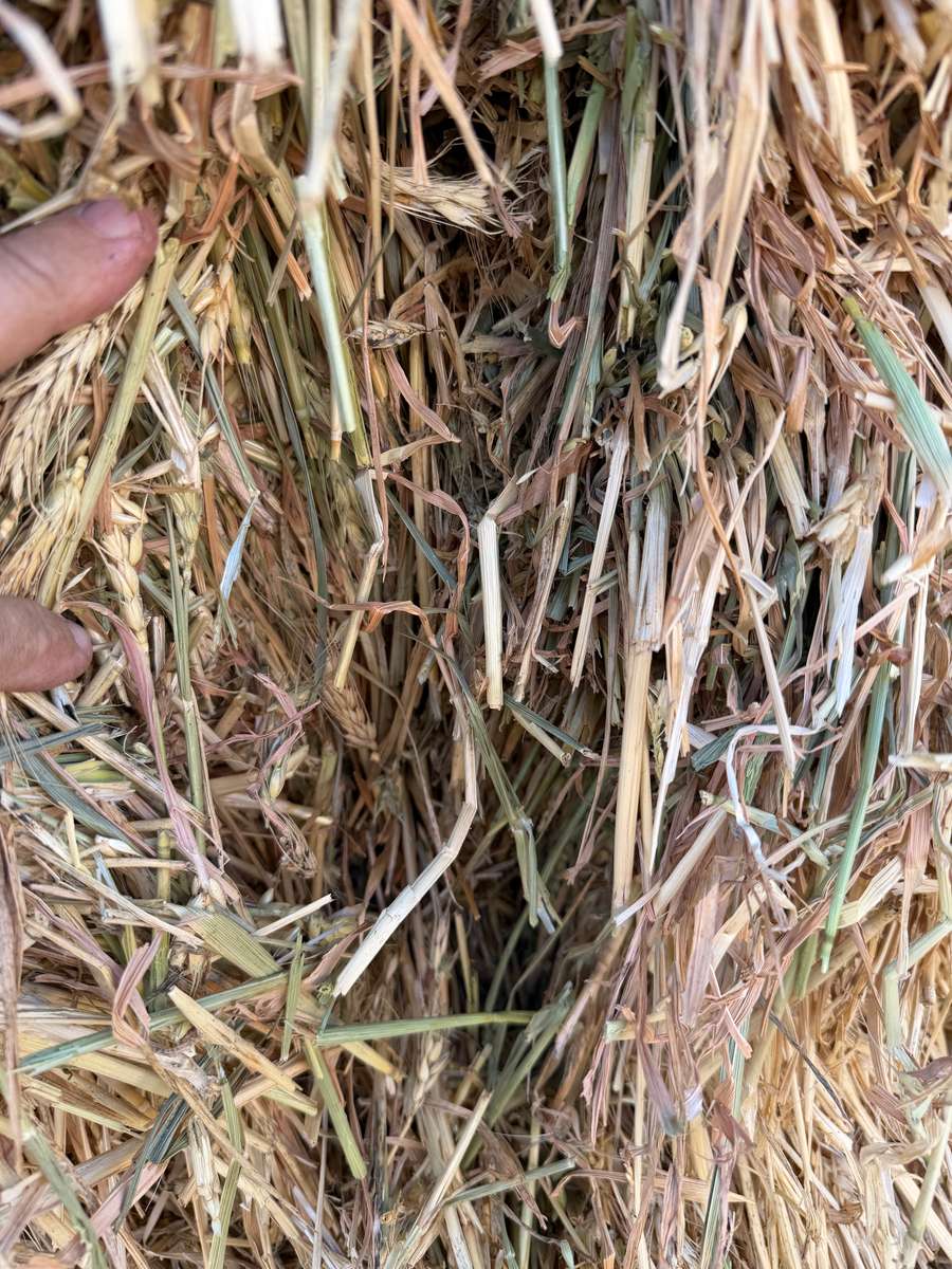 Batch 4990788000215287001 Image