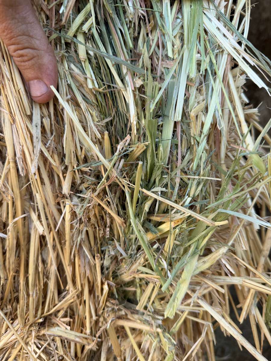 Batch 4990788000215262001 Image