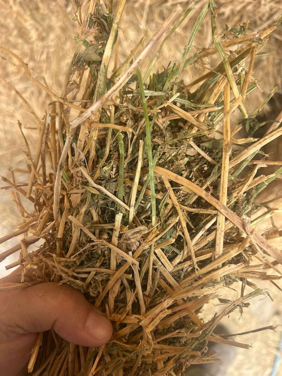 Batch 4990788000207369485 Image