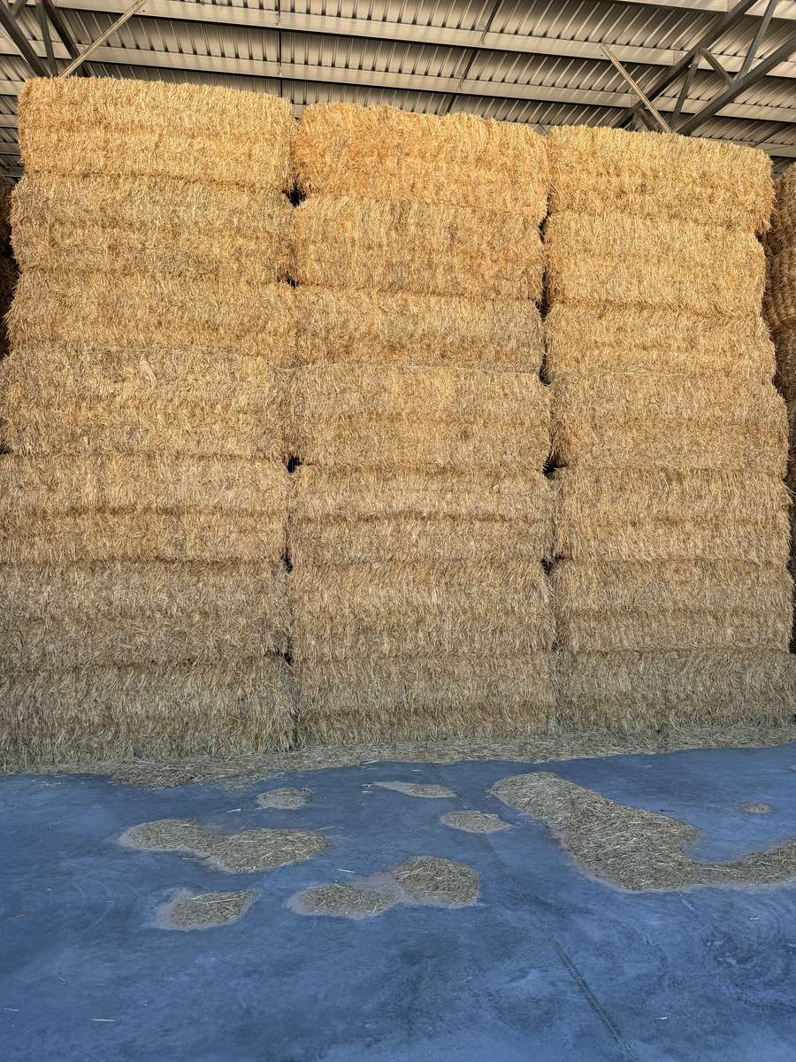 Batch 4990788000215398065 Image