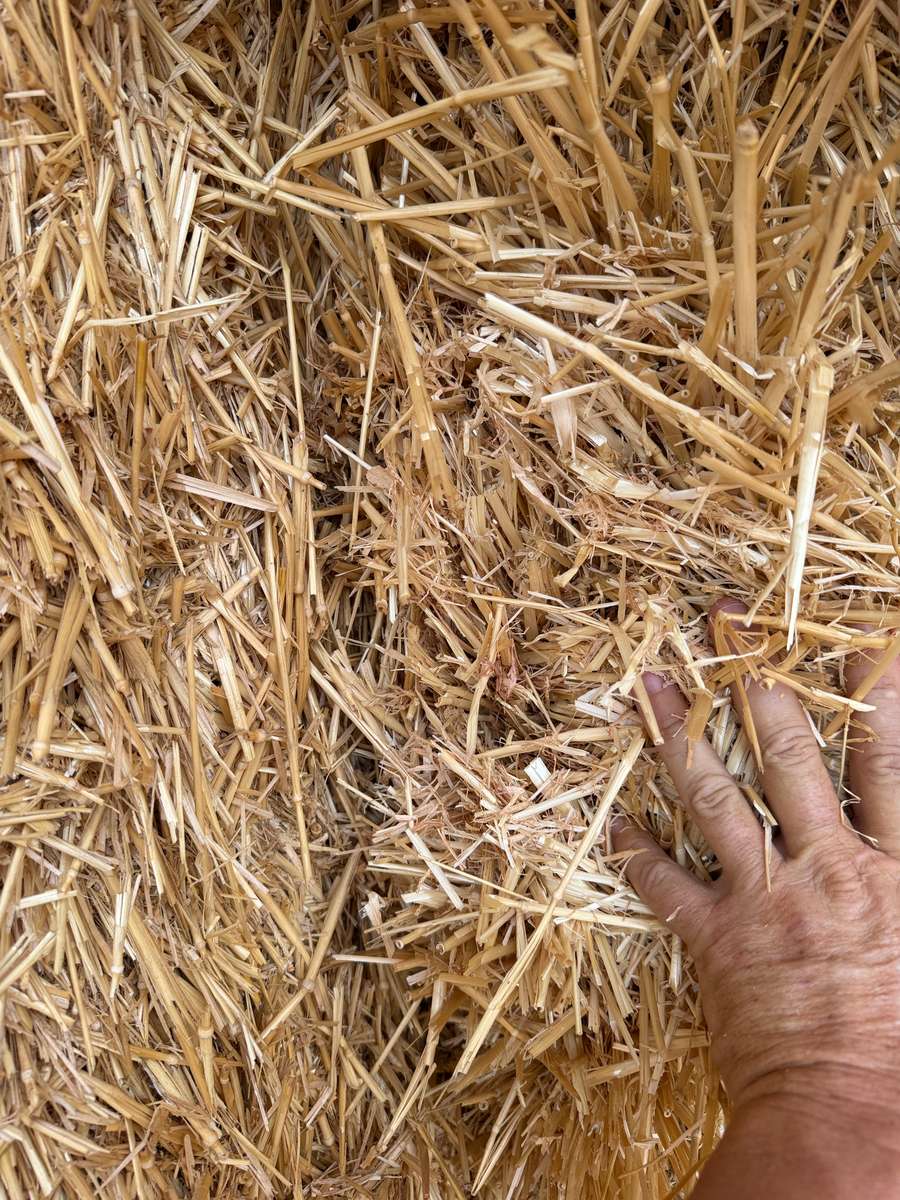 Batch 4990788000217869001 Image