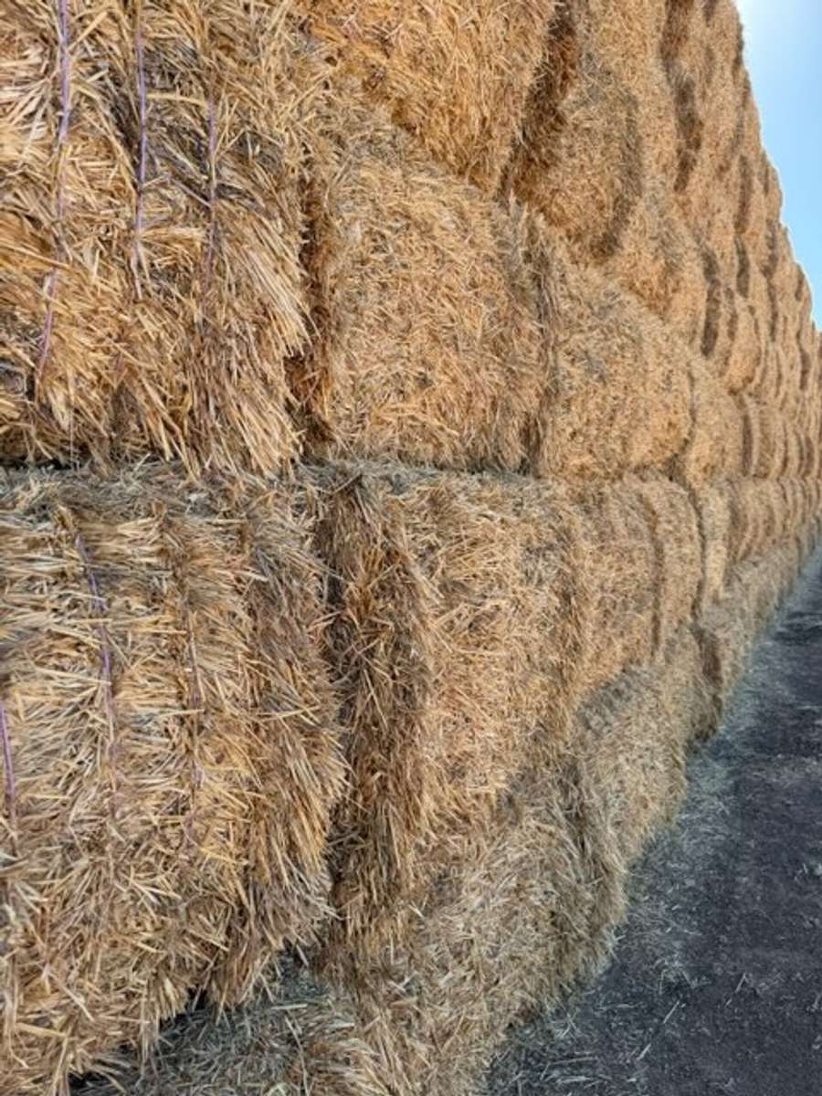 Batch 4990788000215645033 Image