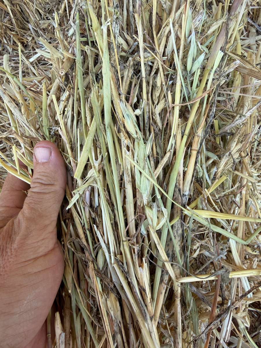 Batch 4990788000215262001 Image