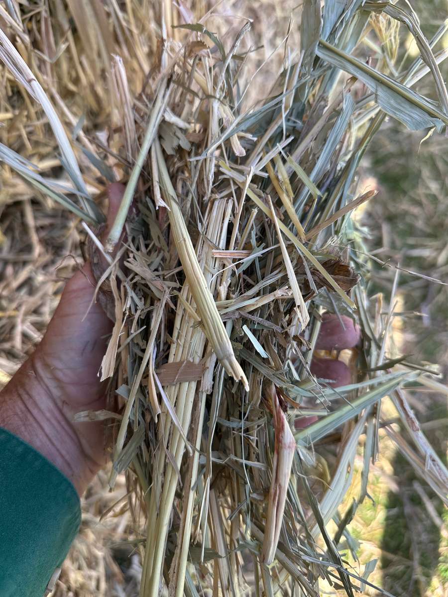 Batch 4990788000219910001 Image