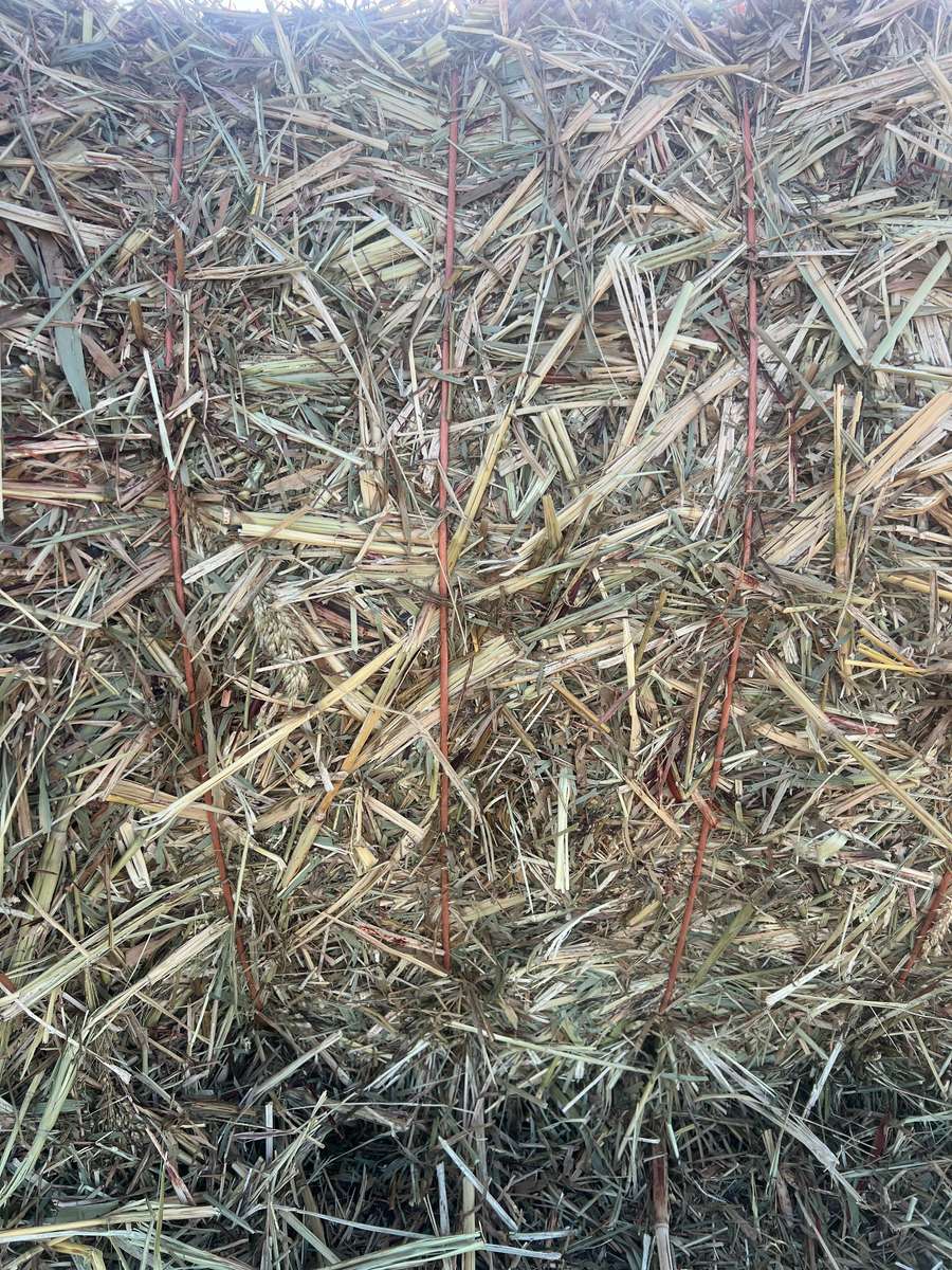 Batch 4990788000220292001 Image