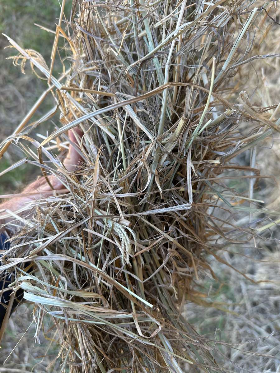 Batch 4990788000220630001 Image