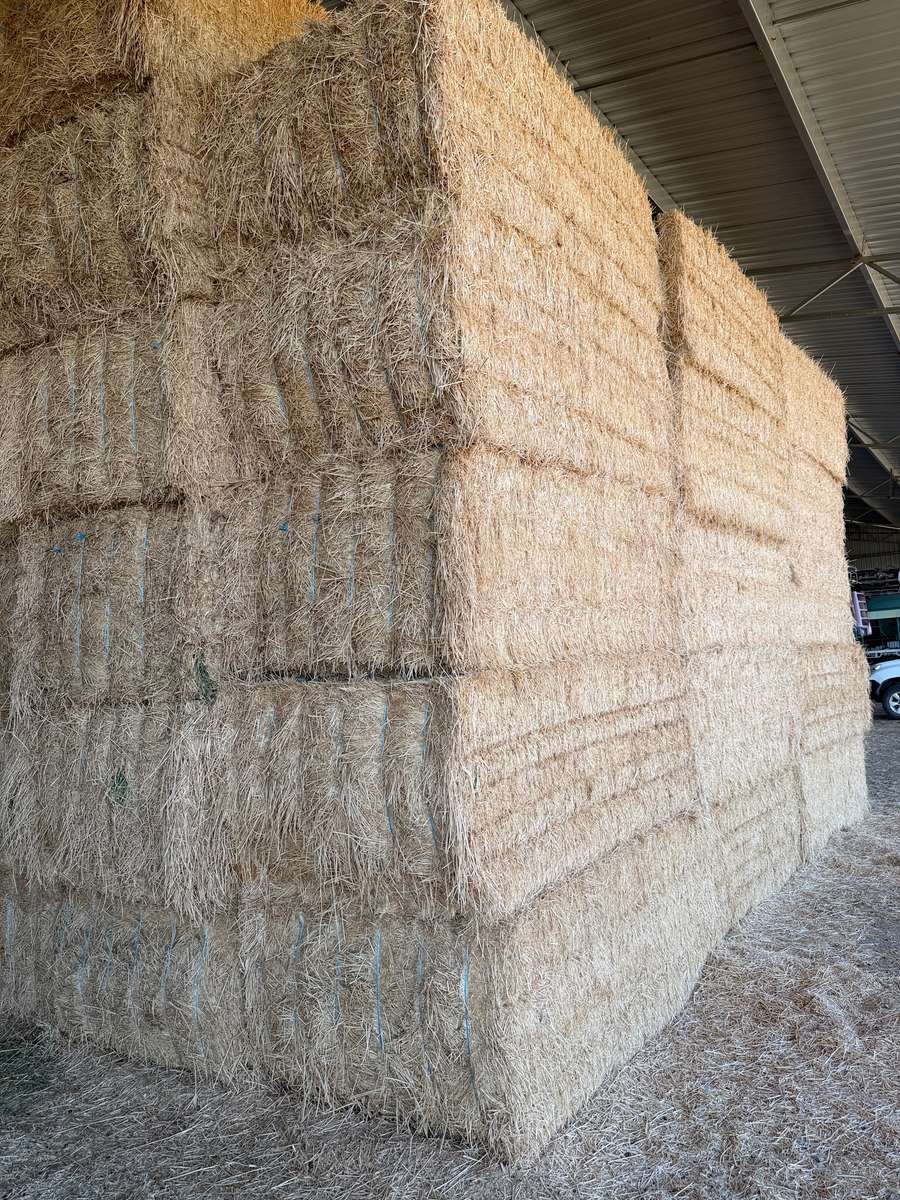 Batch 4990788000218365035 Image