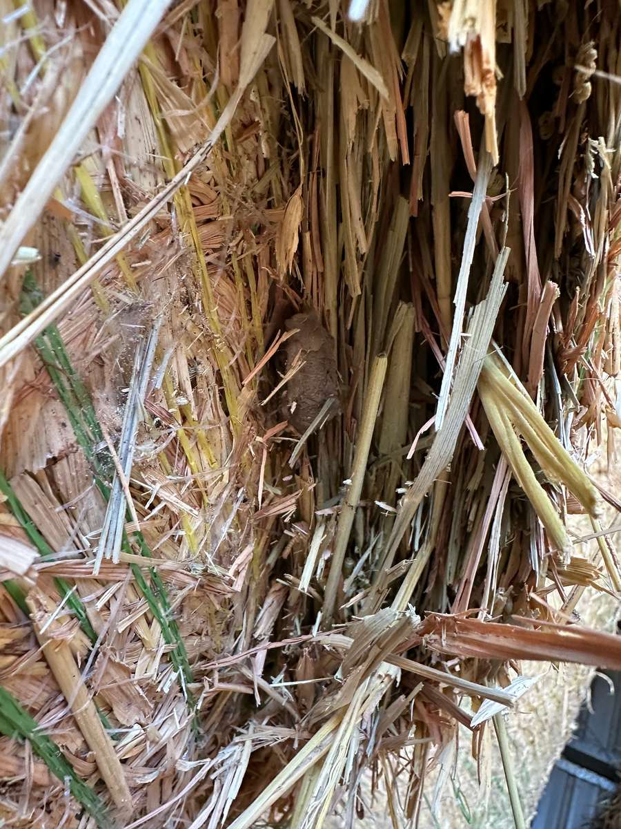 Batch 4990788000220608119 Image