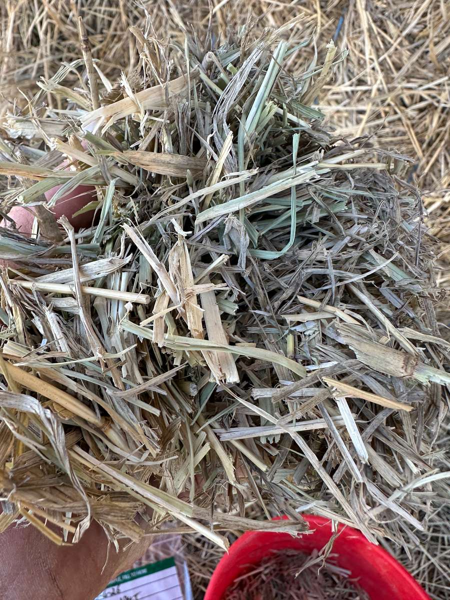 Batch 4990788000220630001 Image