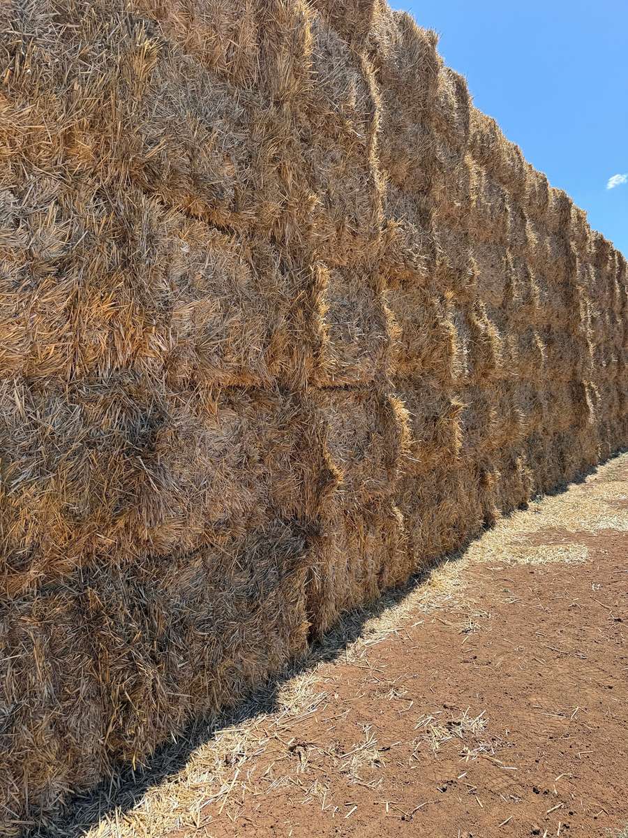 Batch 4990788000218365003 Image