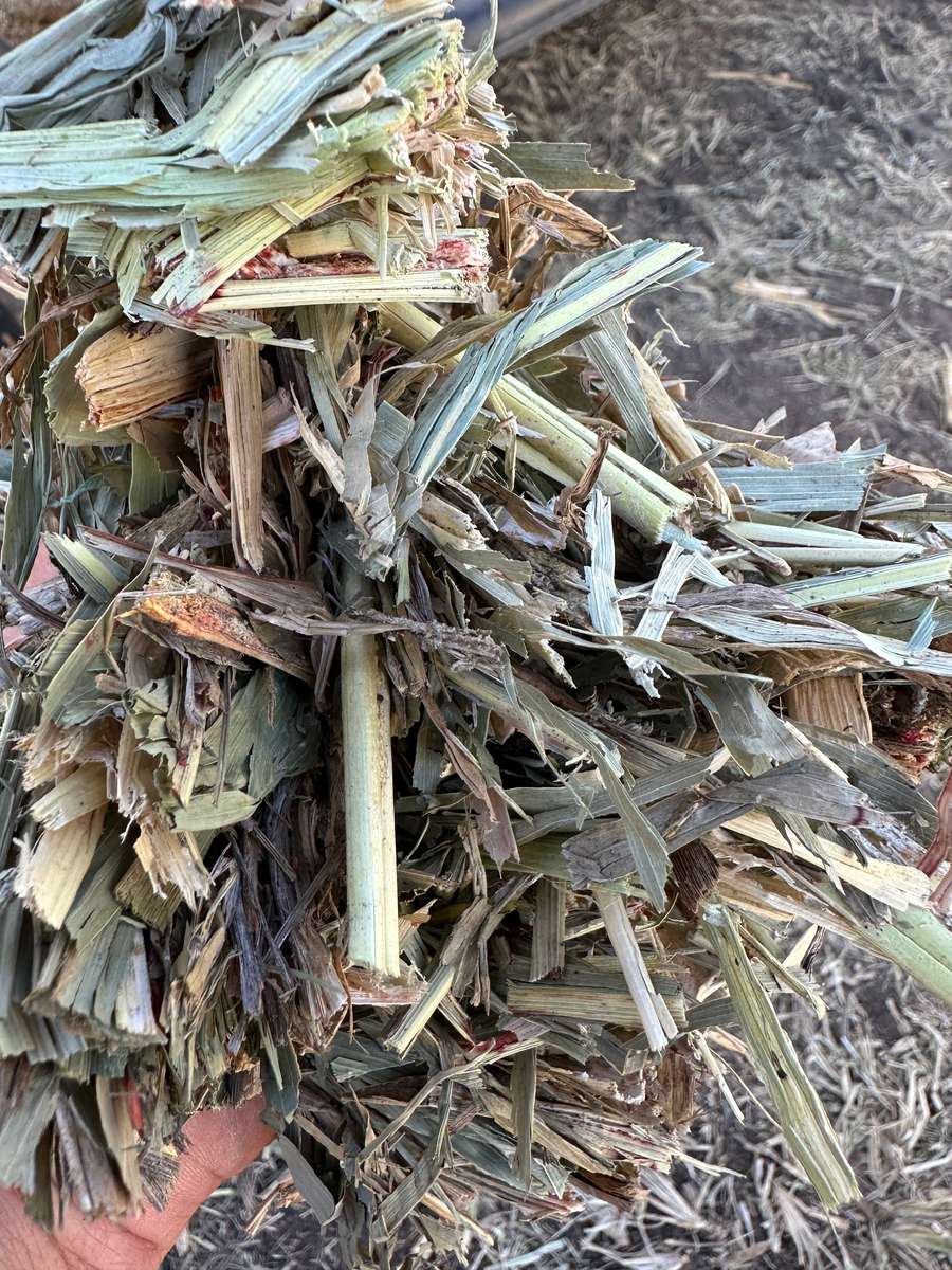 Batch 4990788000219910001 Image