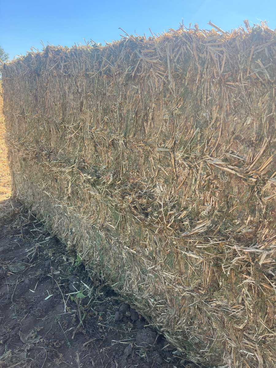 Batch 4990788000220531055 Image